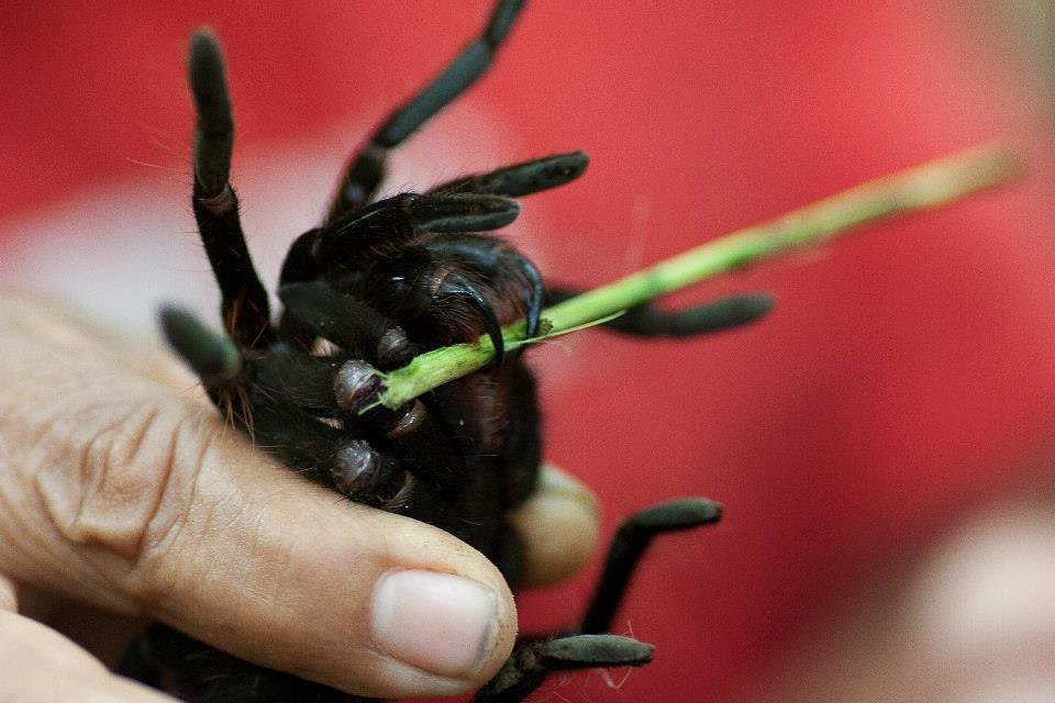 Vogelspinne im Amazonas